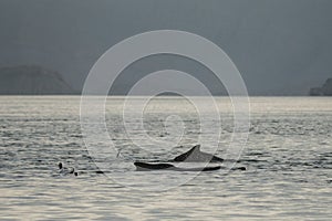 Dolphins in the bay of Khasab. Musandam. Oman