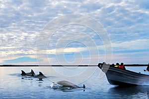 Dolphins and boat with tourists in the wild. Mexico. Lower California.