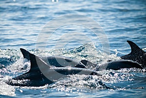 Dolphins in Bunaken