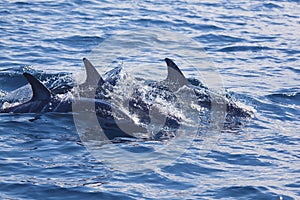 Dolphins, Cantabrian Sea, Basque Country