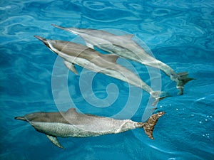 Dolphins in clear water of Na Pali coast