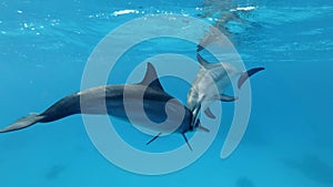 Dolphins communicate touching each other. Animals communication in the wildlife. Closeup