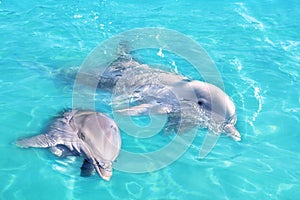 Dolphins couple swimming in blue turquoise water