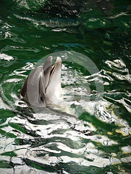 Dolphins in the dolphinarium