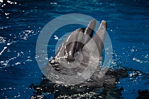 Dolphins in the dolphinarium. Dolphin looks out of the water. Dolphinarium in the city of Yekaterinburg, Ural