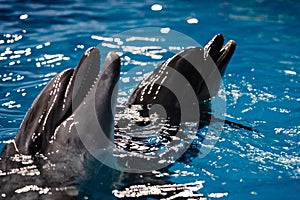 Dolphins in the dolphinarium. Dolphin looks out of the water. Dolphinarium in the city of Yekaterinburg, Ural