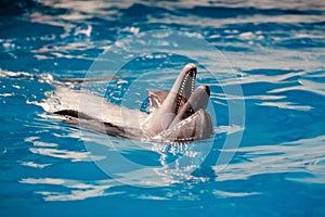 Dolphins in the dolphinarium. The dolphin swims on its back and looks out of the water. Dolphinarium in the city of Yekaterinburg