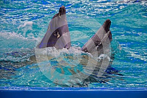 Dolphins in dolphinarium, Odessa, Ukraine