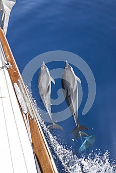 Dolphins escort yacht