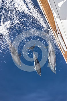 Dolphins escort yacht