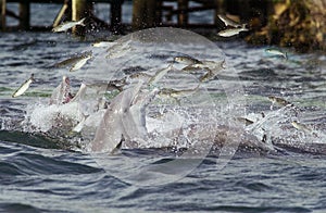 Dolphins feeding photo