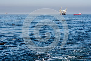 Dolphins Feeding Near Oil Rig On California Coast