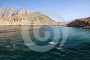 Dolphins and fjords sea view, Oman, Khasab. Musandam peninsula