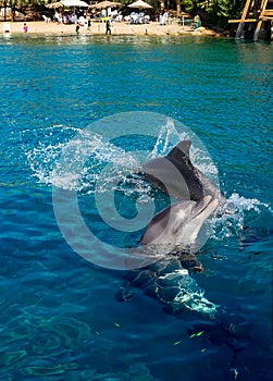 Dolphins frolic near the beach