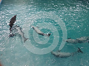 dolphins frolic in the pool water