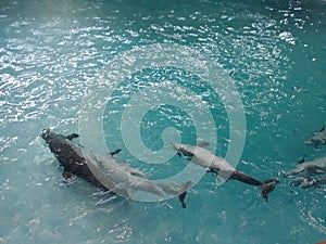 dolphins frolic in the pool water