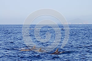 Dolphins - Galapagos - Ecuador