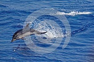 Dolphins in the Gulf of Genoa