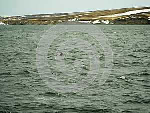 Dolphins in Husavik iceland