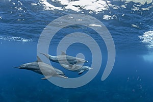 Dolphins inhabiting Mikurajima in Tokyo, Japan