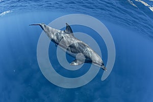 Dolphins inhabiting Mikurajima in Tokyo, Japan