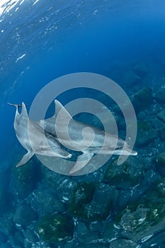 Dolphins inhabiting Mikurajima in Tokyo, Japan