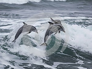 dolphins jump over breaking waves. Marine animals