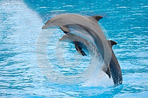 Delfines saltando 