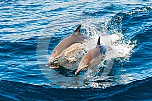 Delfines saltando 