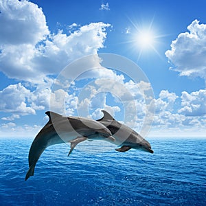 Dolphins jumping