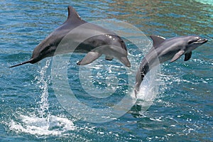 Dolphins jumping