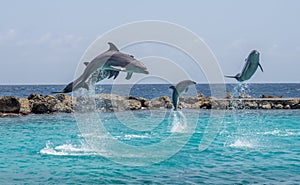 Dolphins jumping