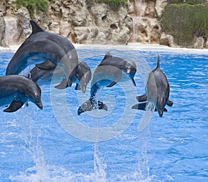 Dolphins jumping