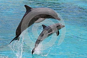 Delfines saltando 