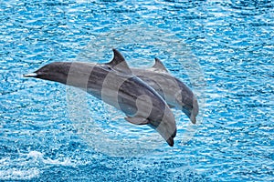 Dolphins jumping