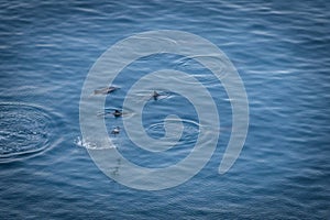 Dolphins jumping at Baia dos Golfinhos Dolphins Bay - Fernando de Noronha, Pernambuco, Brazil photo