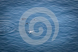 Dolphins jumping at Baia dos Golfinhos Dolphins Bay - Fernando de Noronha, Pernambuco, Brazil photo