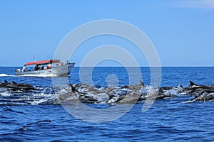 Dolphins jumping in Baja California