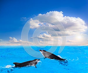 Dolphins Jumping . Beautiful dolphin jumping from shining water