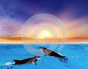 Dolphins Jumping . Beautiful dolphin jumping from shining water