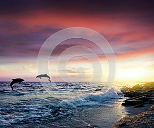 Dolphins Jumping . Beautiful dolphin jumping from shining water