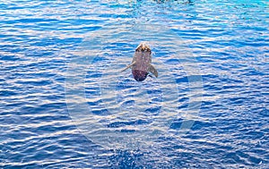dolphins are jumping during a dolphin show in the aquarium of the ciudad de las artes y de las ciencias in valencia photo
