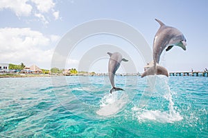 Dolphins jumping from the ocean