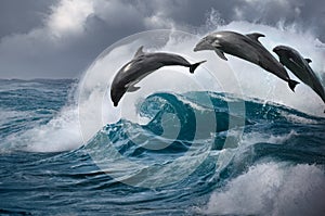 Three Beautiful dolphins jumping from ocean wave photo