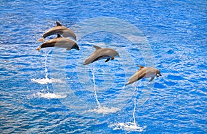 Dolphins jumping out of the water