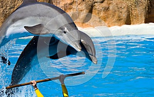 Dolphins jumping out from water