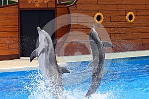 Delfines saltando afuera de Agua 