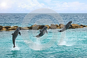 Dolphins jumping out of the water.