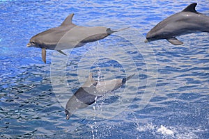 Dolphins jumping out of water