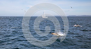 Dolphins jumping out of the water in front of a sailboat in the Santa Barbara channel off the coast of Ventura California United